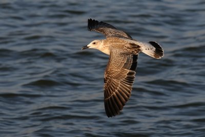 Yellow-legged Gull - שחף צהוב-רגל - Larus cachinnans