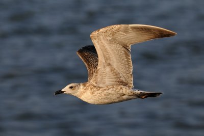 Yellow-legged Gull - שחף צהוב-רגל - Larus cachinnans