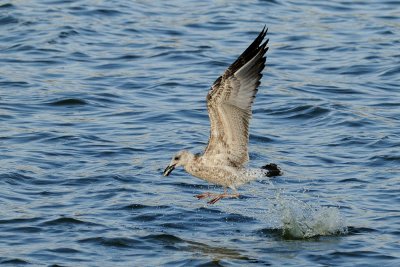 Yellow-legged Gull - שחף צהוב-רגל - Larus cachinnans