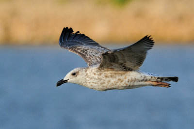 Yellow-legged Gull - שחף צהוב-רגל - Larus cachinnans
