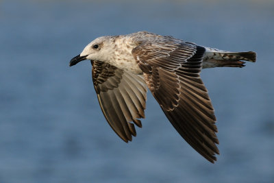 Yellow-legged Gull - שחף צהוב-רגל - Larus cachinnans