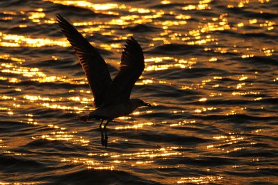 Gulls