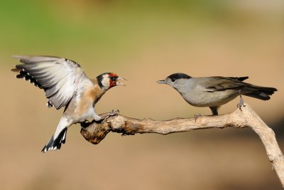 Goldfinch vs Blackcap 