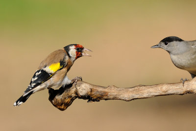 Goldfinch vs Blackcap 
