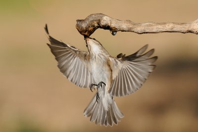 Spotted Flycatcher - חטפית אפורה - Muscicapa striata