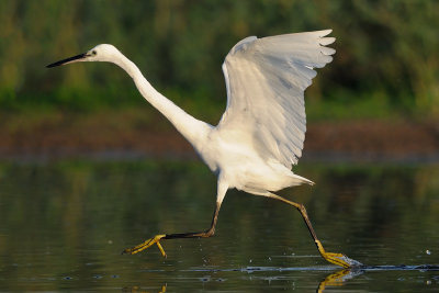 Little Egret - לבנית קטנה - Egretta grazetta