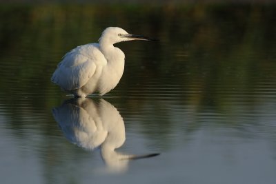 Little Egret - לבנית קטנה - Egretta grazetta