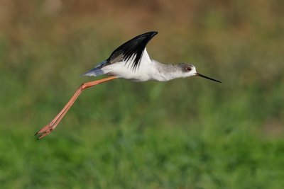 Black-winged Stilt - תמירון - Himantopus himantopus