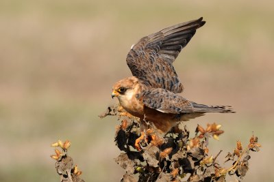 Red-footed Falcon - בז ערב - Falco vespertinus