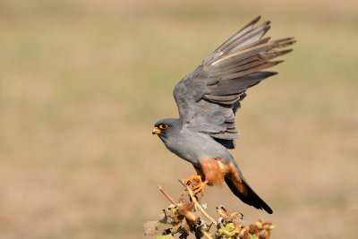 Red-footed Falcon - בז ערב - Falco vespertinus