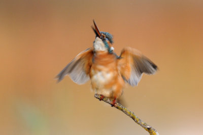 Common Kingfisher - שלדג גמדי - Alcedo atthis