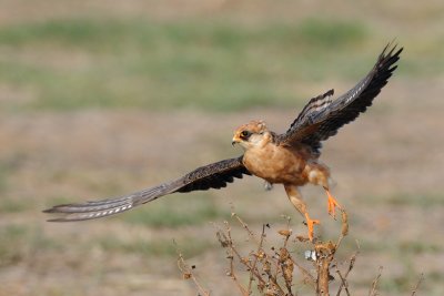 Red-footed Falcon - בז ערב - Falco vespertinus