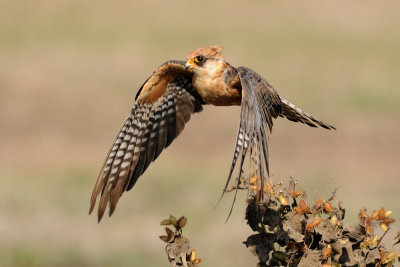 Red-footed Falcon - בז ערב - Falco vespertinus