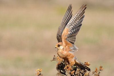 Red-footed Falcon - בז ערב - Falco vespertinus