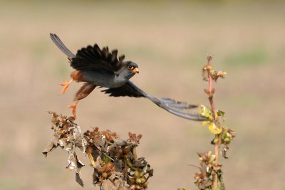 Red-footed Falcon - בז ערב - Falco vespertinus