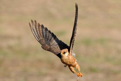 Red-footed Falcon - בז ערב - Falco vespertinus