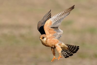 Red-footed Falcon - בז ערב - Falco vespertinus