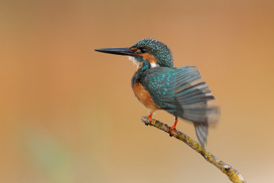 Common Kingfisher - שלדג גמדי - Alcedo atthis