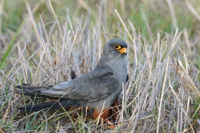 Red-footed Falcon - בז ערב - Falco vespertinus