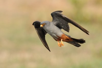 Red-footed Falcon - בז ערב - Falco vespertinus