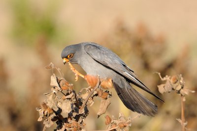 Red-footed Falcon - בז ערב - Falco vespertinus