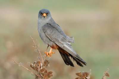 Red-footed Falcon - בז ערב - Falco vespertinus