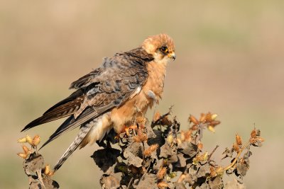 Red-footed Falcon - בז ערב - Falco vespertinus