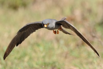 Red-footed Falcon - בז ערב - Falco vespertinus