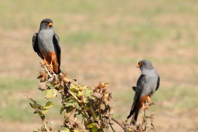 Red-footed Falcon - בז ערב - Falco vespertinus