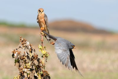 Red-footed Falcon - בז ערב - Falco vespertinus