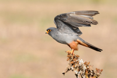 Red-footed Falcon - בז ערב - Falco vespertinus