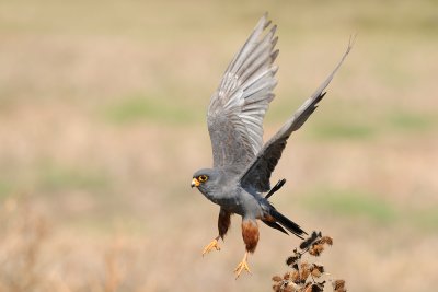 Red-footed Falcon - בז ערב - Falco vespertinus