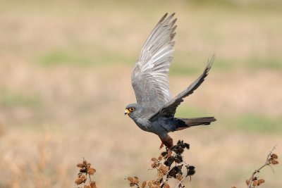 Red-footed Falcon - בז ערב - Falco vespertinus
