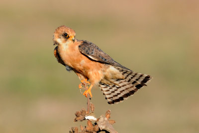 Red-footed Falcon - בז ערב - Falco vespertinus