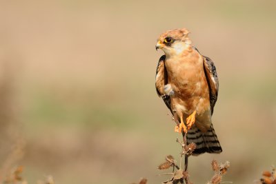 Red-footed Falcon - בז ערב - Falco vespertinus
