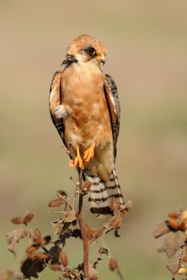 Red-footed Falcon - בז ערב - Falco vespertinus