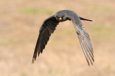 Red-footed Falcon - בז ערב - Falco vespertinus