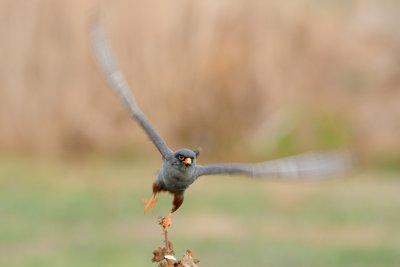 Red-footed Falcon - בז ערב - Falco vespertinus