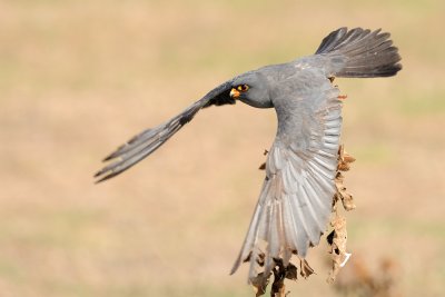 Red-footed Falcon - בז ערב - Falco vespertinus