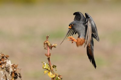 Red-footed Falcon - בז ערב - Falco vespertinus