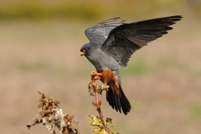 Red-footed Falcon - בז ערב - Falco vespertinus