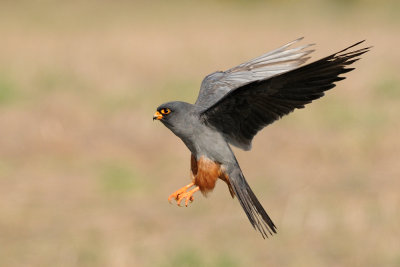 Red-footed Falcon - בז ערב - Falco vespertinus
