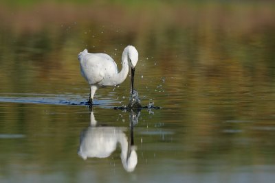 Little Egret - לבנית קטנה - Egretta grazetta