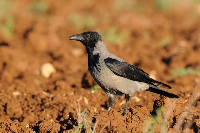 Hooded Crow - עורב אפור - Corvus cornix