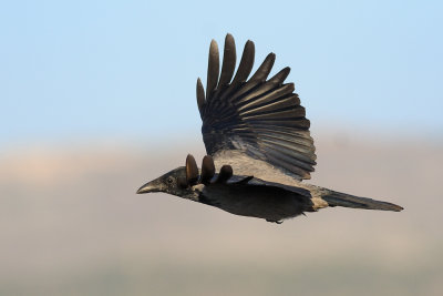 Hooded Crow