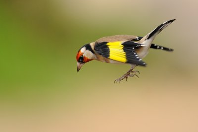 Goldfinch - חוחית - Carduelis carduelis