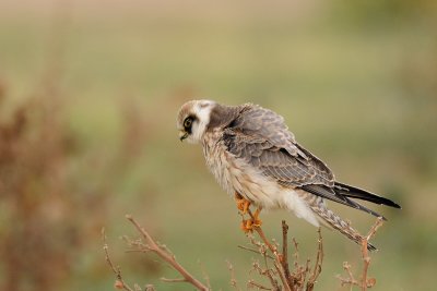 Red-footed Falcon - בז ערב - Falco vespertinus