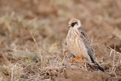 Red-footed Falcon - בז ערב - Falco vespertinus