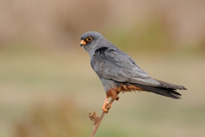 Red-footed Falcon - בז ערב - Falco vespertinus