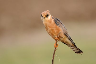 Red-footed Falcon - בז ערב - Falco vespertinus
